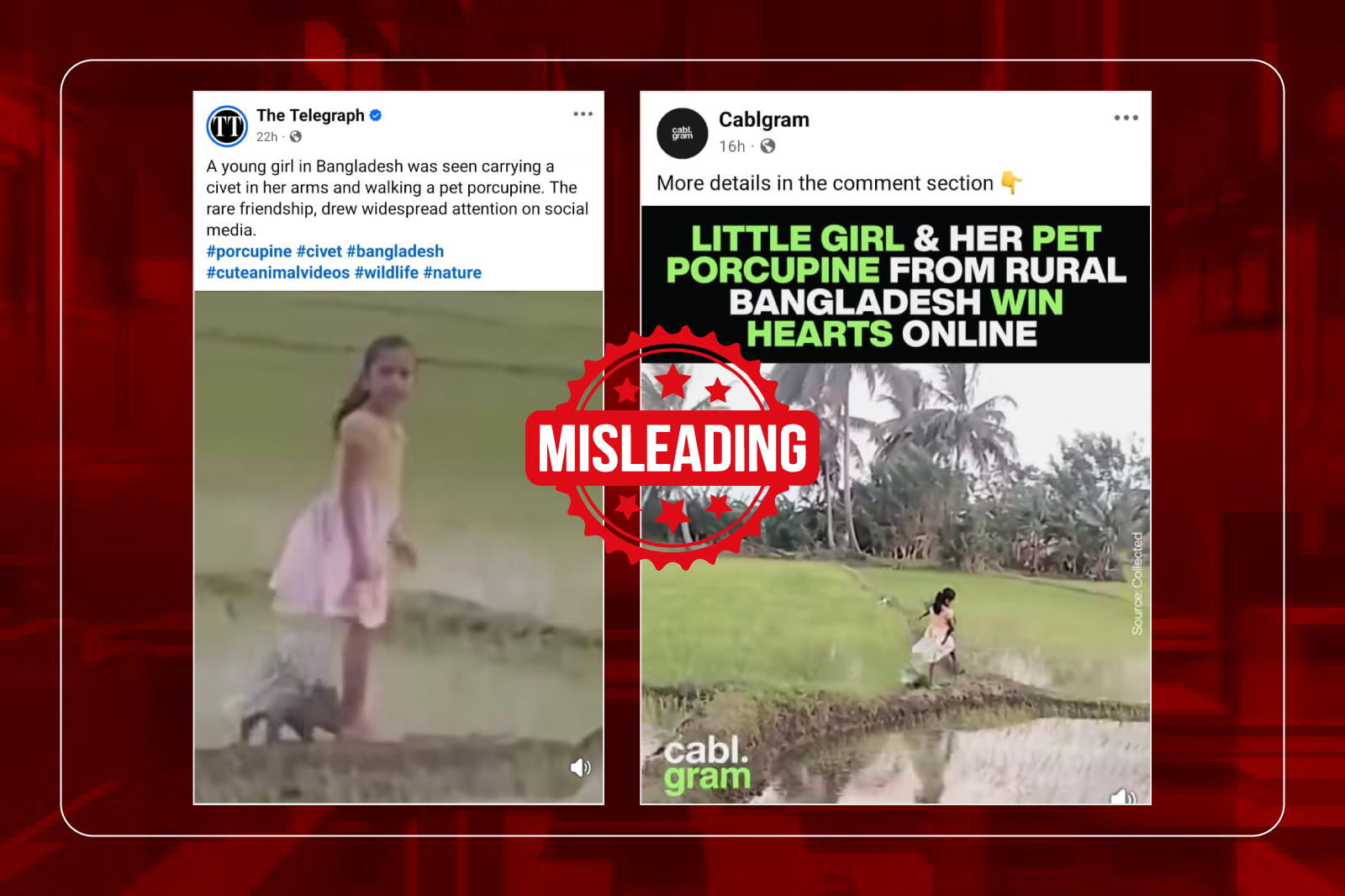 কোলে গন্ধগোকুল ও পিছনে সজারু নিয়ে হাঁটা শিশুটি বাংলাদেশের নয়, শ্রীলঙ্কার